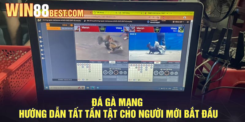 Đá gà Mạng - Hướng dẫn tất tần tật cho người mới bắt đầu